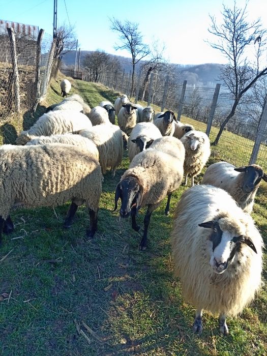 Oi breze și băle, bune