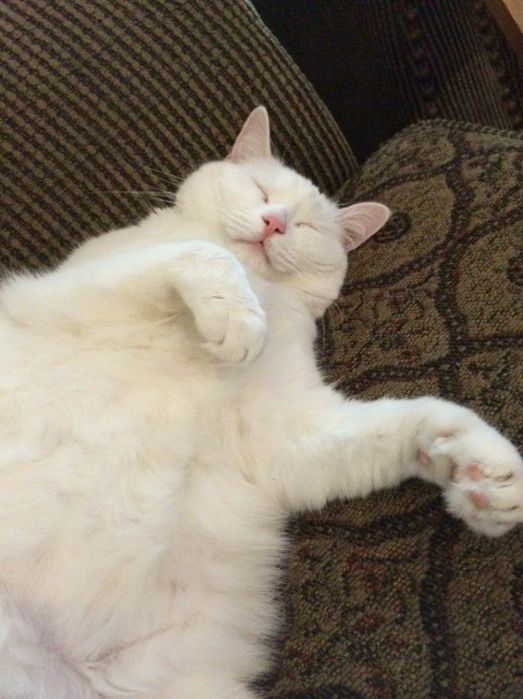 Mushuklar zodagon arkaklardan