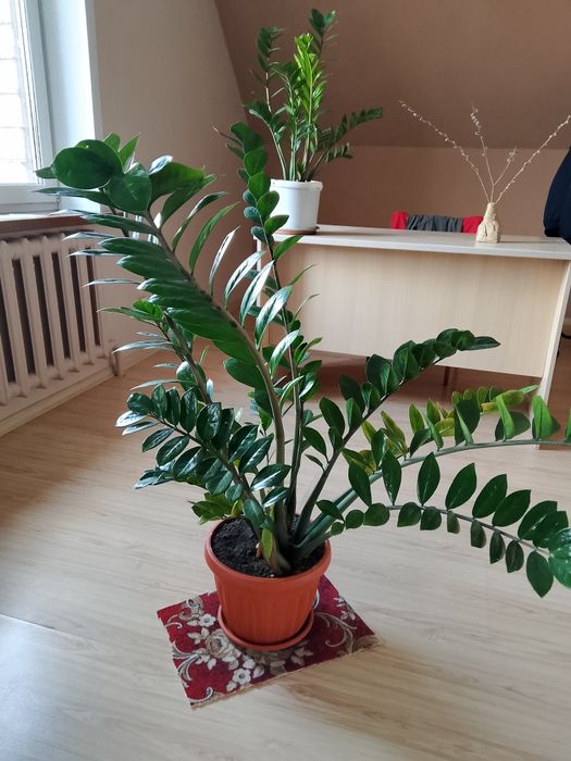 Продам долларовое дерево