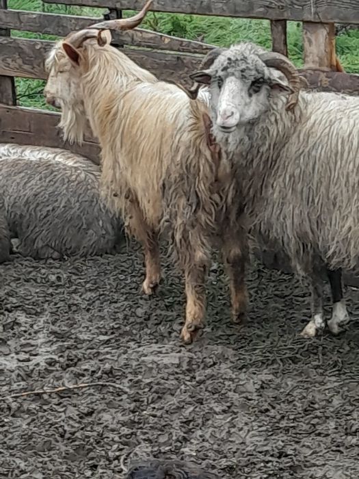 Tap tanar de vanzare