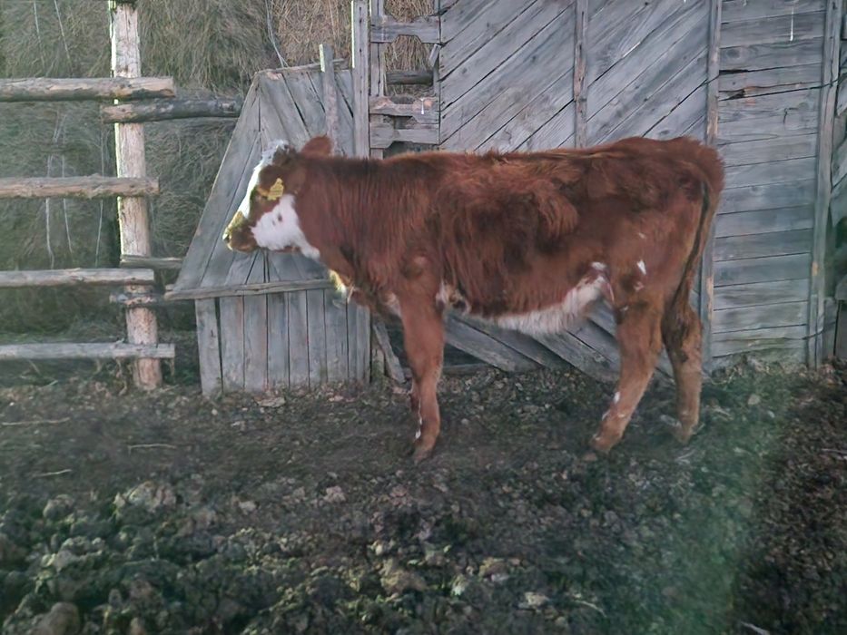 Продам телят подсос