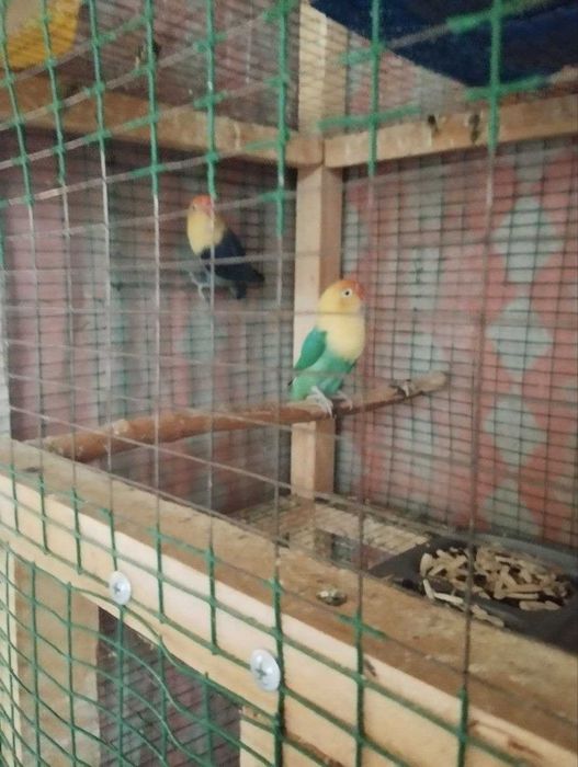 Nerazluchnik maska para sotiladi