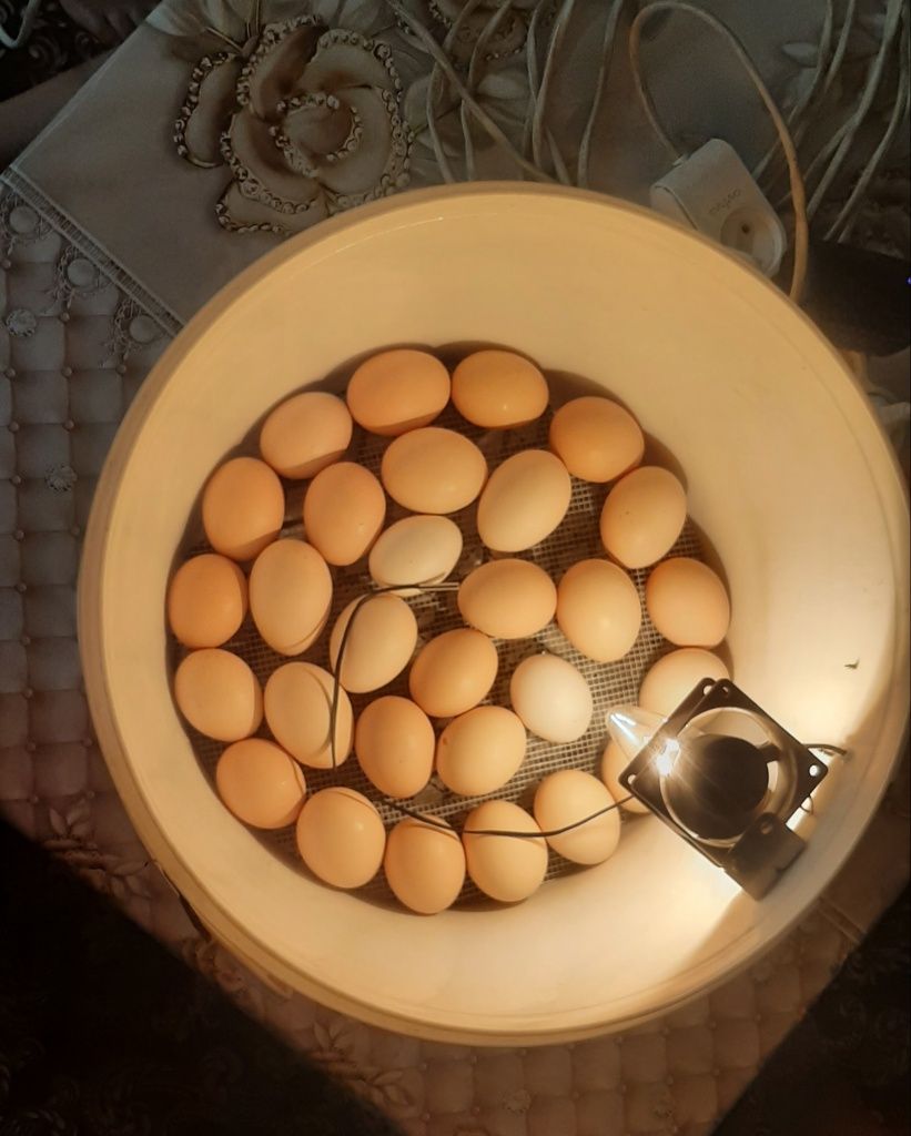 Inkubator 30talik tovuq va 60talik bedana tuxumlari uchun