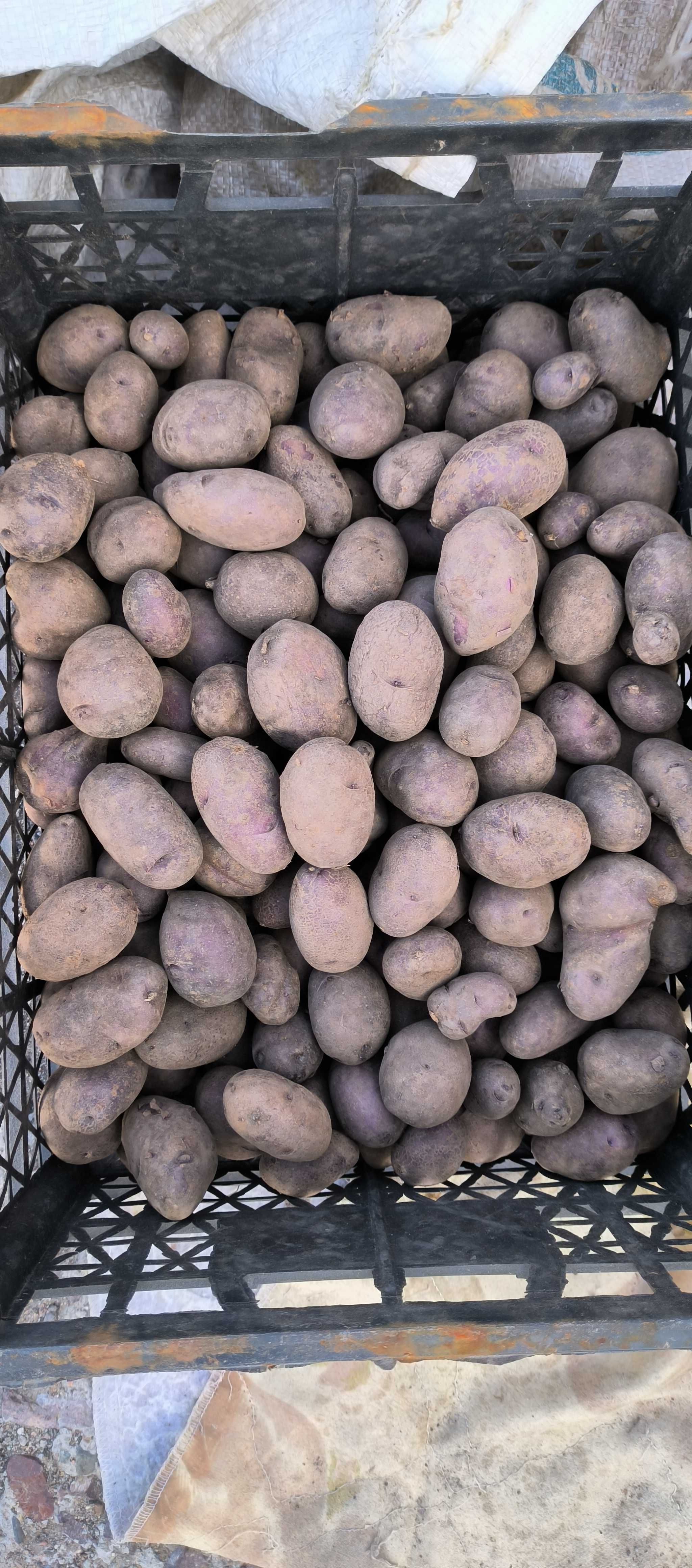 Продаю Дачные Семена картошки