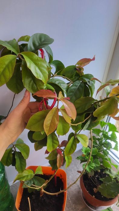 Переския Годсефа 2500 45я