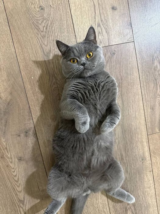 Вязка кота 2,года,скоттиш страйт! чистокровный с родословной,крупный!!
