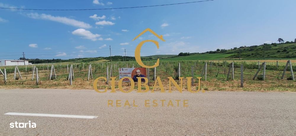 Teren intravilan cu PLANTATIE DE GOJII de vanzare in Racari