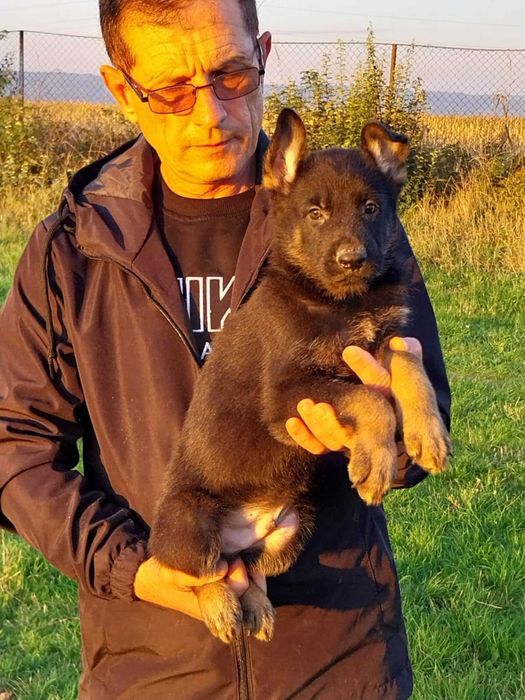 Vand  pui Ciobanesc German