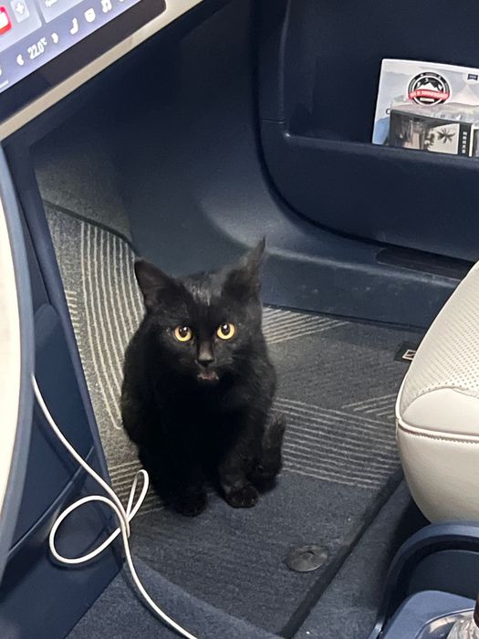 Черный Котенок мальчик 5 месяце