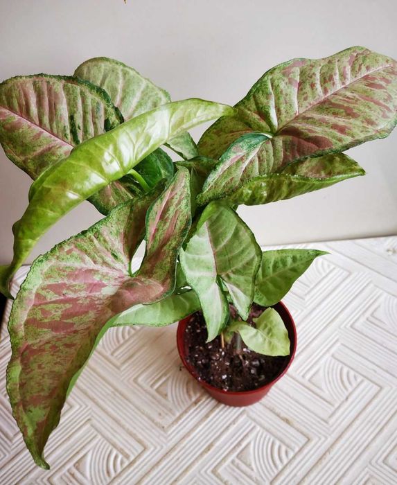 Молодой сингониум Конфетти Три колор