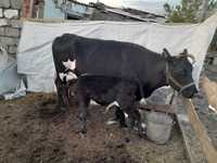 Продам корова  с теленком
