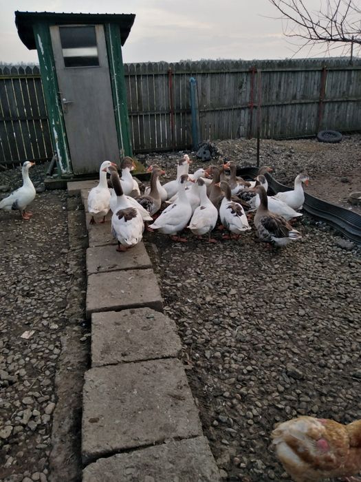 Gâște Ialomița Axintele