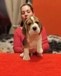 Pui Beagle cu pedigree