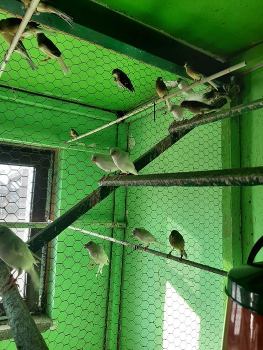 Canari femele rasa ORPHEUS