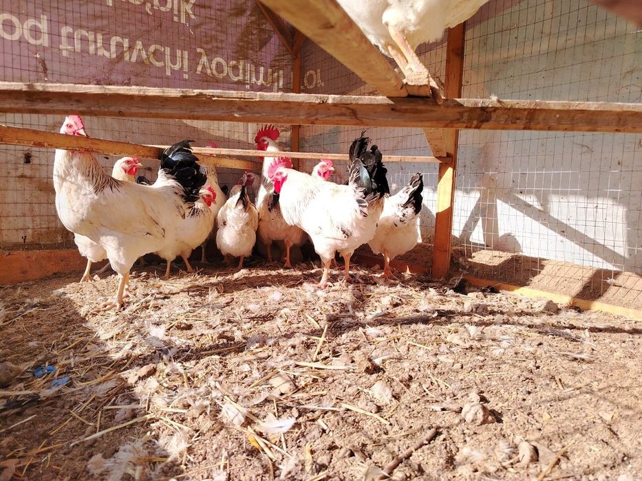 Адлерский серебристый товуклар тухуми