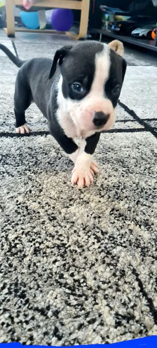 American Staffordshire Terrier