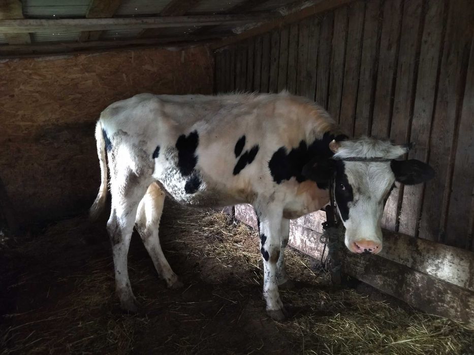 Vând vaci gestante cu o producție foarte buna de lapte și o junica
