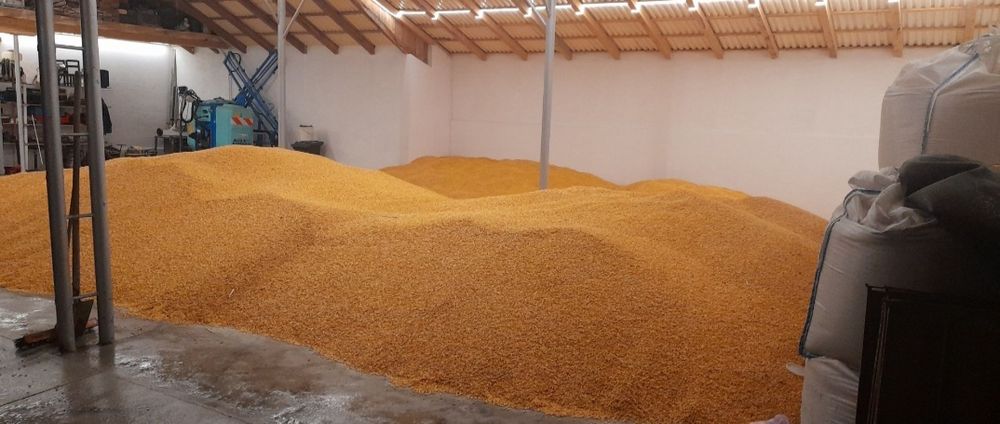 Porumb boabe de vânzare