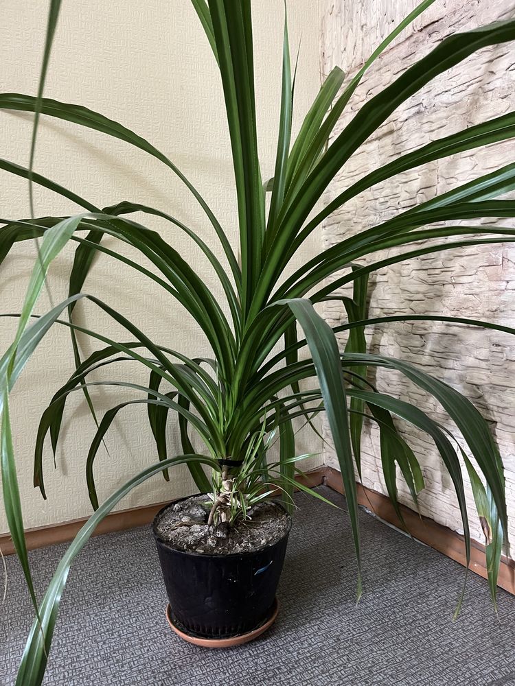 Панданус неприхотливое растение для дома или офиса
