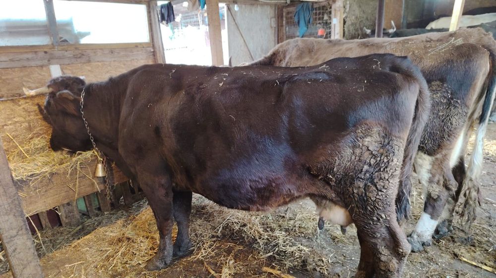 Vând vaca pentru ținut sau abator