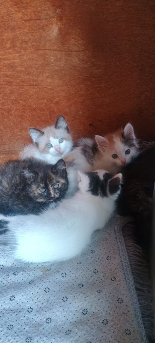 Ищем дом для котят