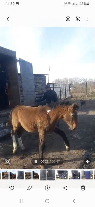 Жабағы сатылады..