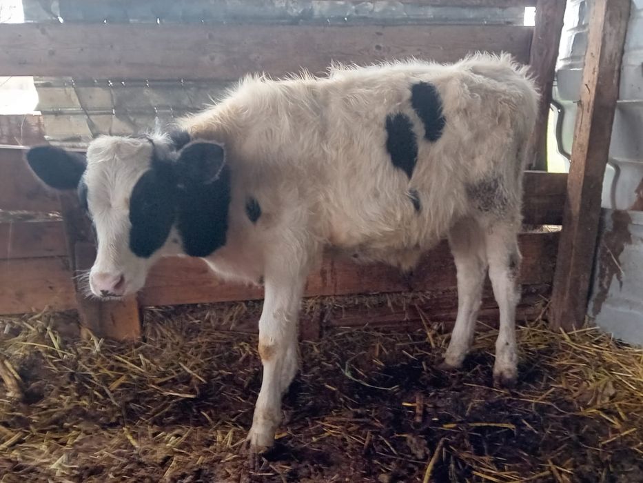 6 vieții înțărcati