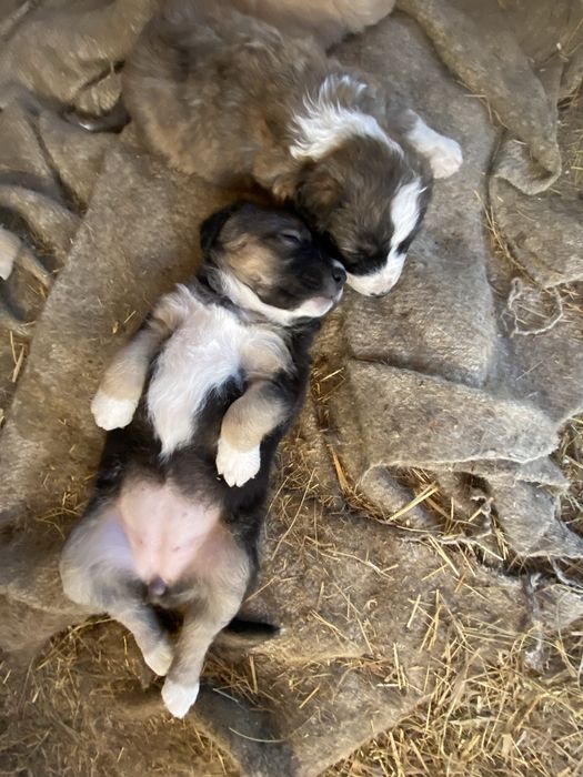 Подарявам кученца