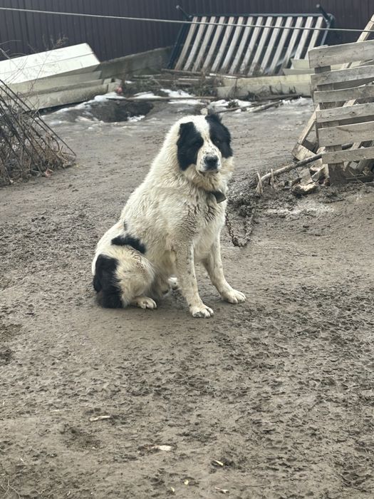 Алабай в хорошие руки