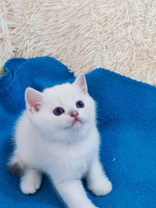 British shorthair NS 11 33  băieței și fetite