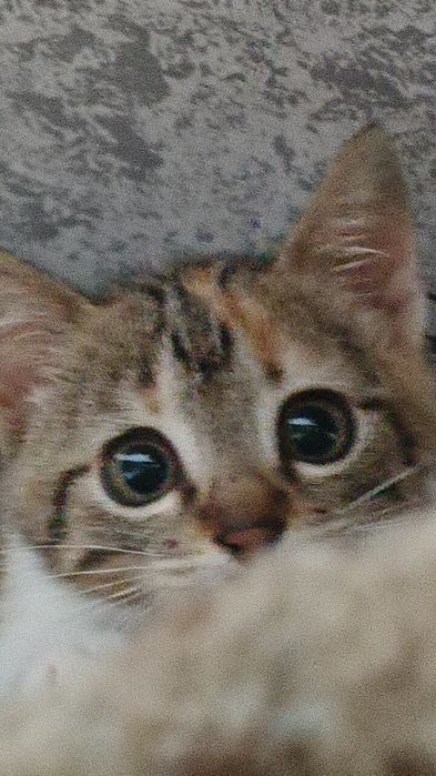 Pisica de pentru adopție gratuita (pisica are un suflet foarte bun)