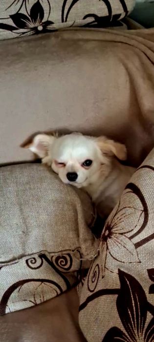 Чихуахуа ищет подружку