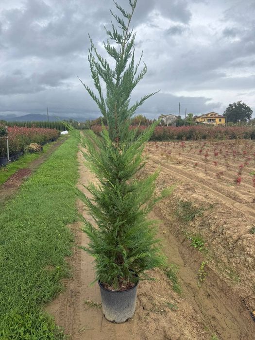 Leylandi chiparos altoit ideal pentru gard viu înălțime 80-230cm