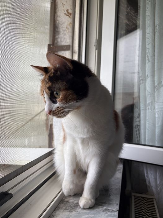 Pisicută adoptie