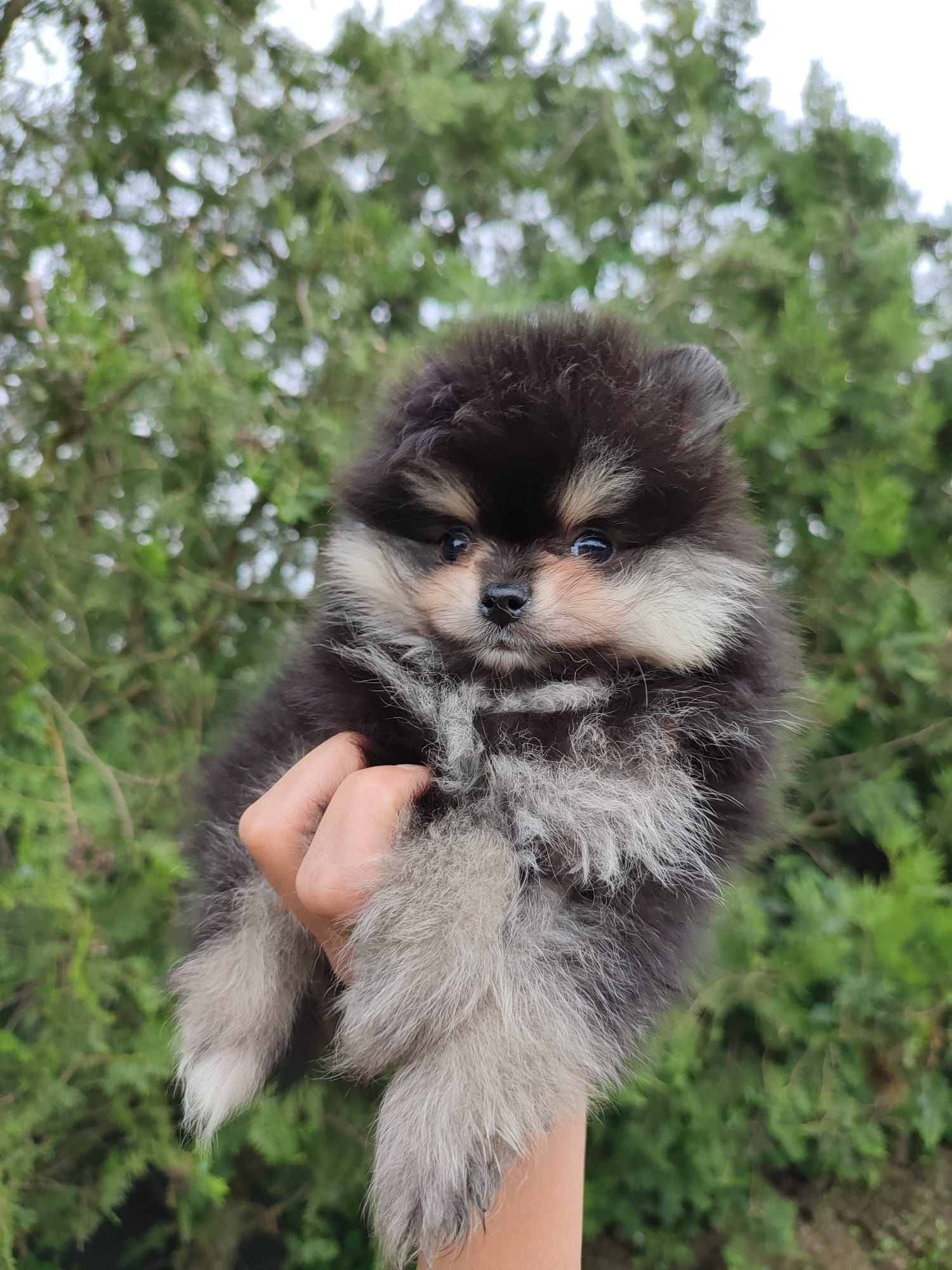 Pomeranian mascul mini