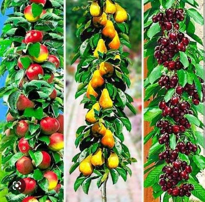 Pomi fructiferi columnanari la ghivece