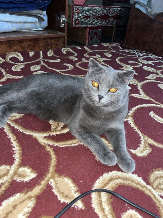 Scotish fold zotli mushuk