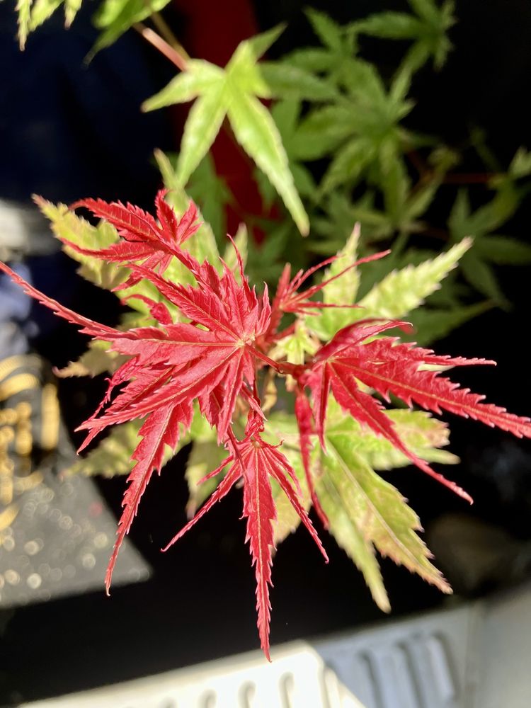 Artar rosu japonez