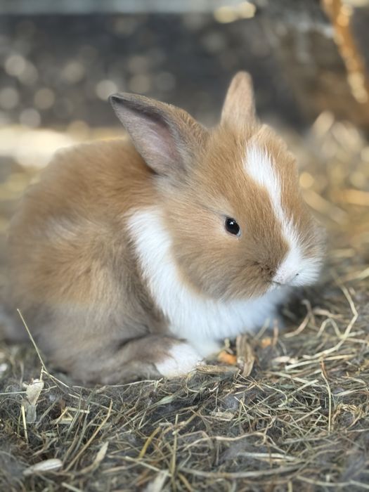 Iepuras Angora 6 saptamani