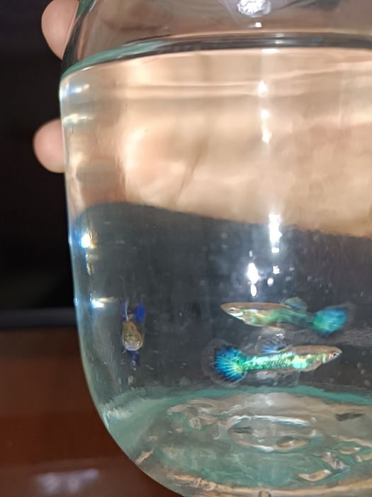 japan blue tail guppy малёки
Narxi kelishiladi optom