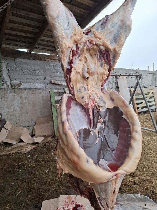 Продам Канина жабагы