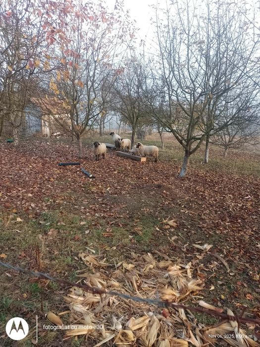 Vând 4 mile tinere și un berbec