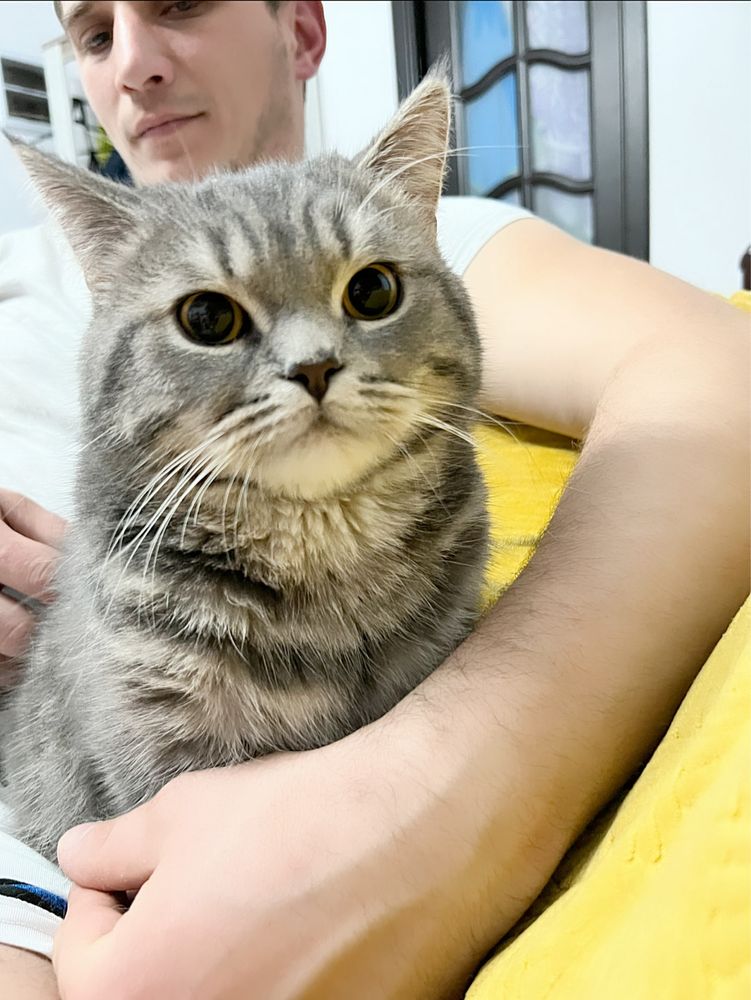 British silver tabby