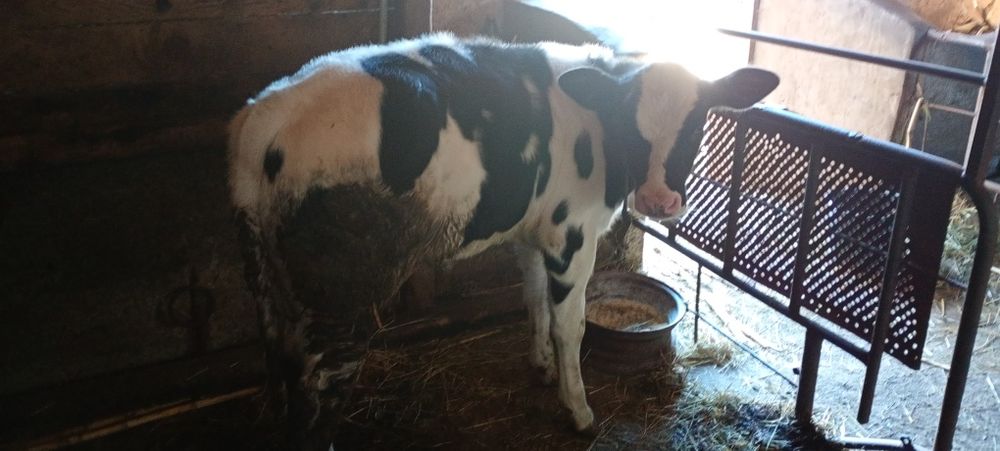 Vițică holstein 2,5 luni