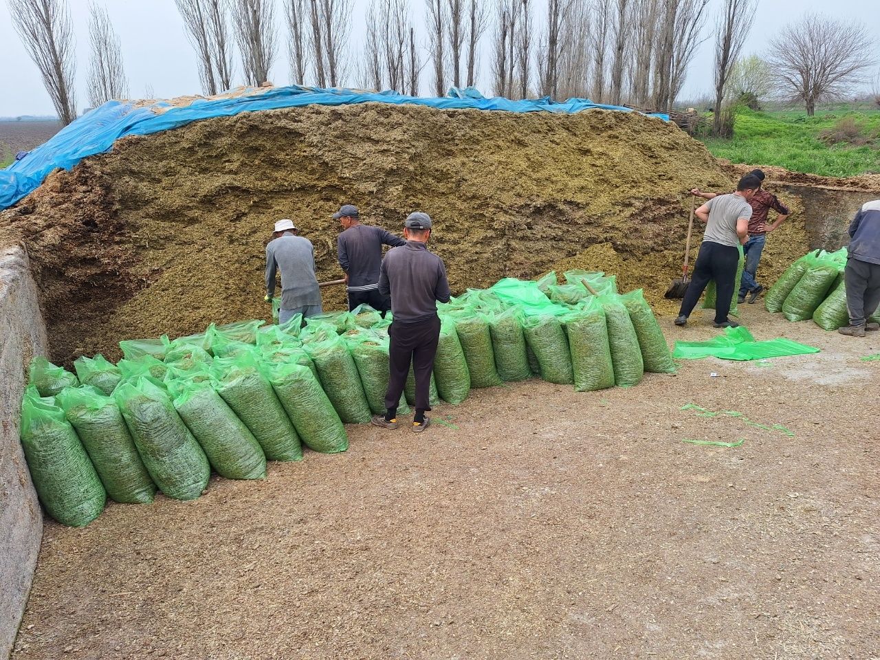 Silos sotiladi 100%donli sifati a'lo darajada.