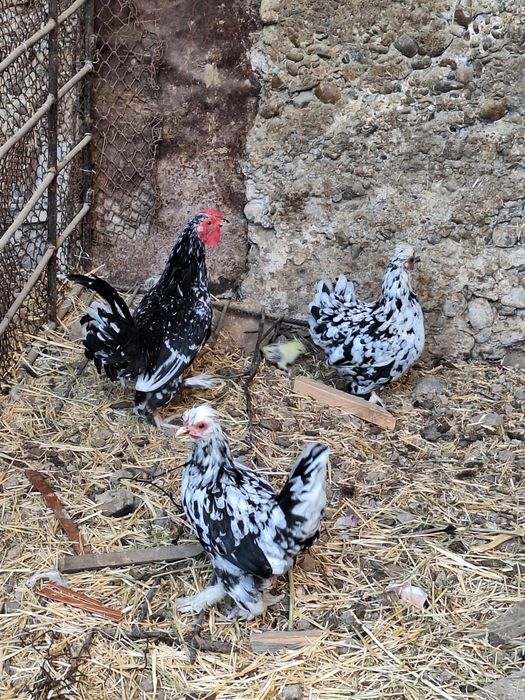 Продам  или обмен на кролики на попугай