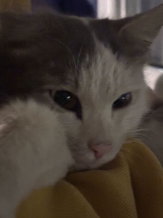 Имя : Икар . Блох нет но есть раны от других котов м злых людей