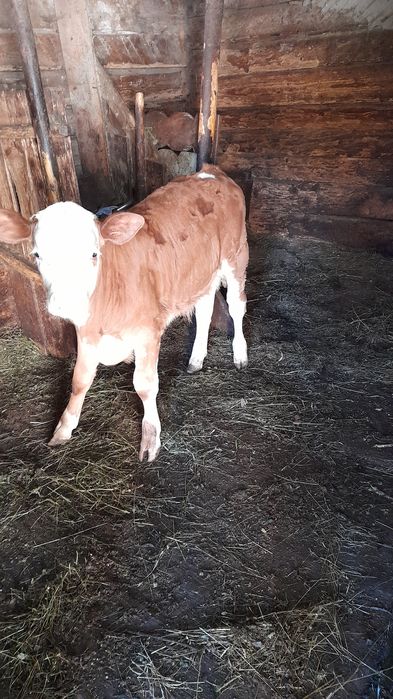 Vând vacă de 14 ani cu vițel de 2 luni!