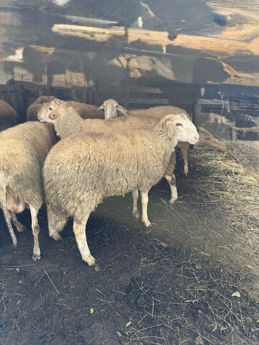 Vând doi berbeci Metis (Avasi x Friesen) – unul mare și unul tânăr