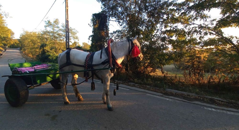 Vând iapa gestantă